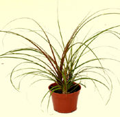 Beaucarnea recurvata plant